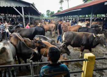 BINATANG ternakan seperti lembu yang dijual di Sibreh, Aceh.-AFP