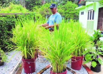 MOHD. Zaki Lasim menunjukkan pokok padi yang ditanamnya di dalam tong-tong terpakai di Taman Ternakan Lebah Kelulut, Bukit Chengkih, Legung Ulu, Rembau. – UTUSAN/NOR AINNA HAMZAH