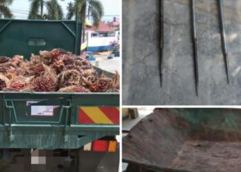 KELAPA sawit yang dicuri dan peralatan yang digunakan untuk mencuri yang dirampas daripada tiga lelaki di Kampung Bharu, dekat Lumut semalam. - FOTO/IHSAN PDRM