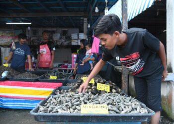JUALAN mentarang sempena musim siput berkenaan laris di pasar nelayan Kuala Sungai Baru di  Perlis baru-baru ini.– UTUSAN/IZLIZAN OTHMAN