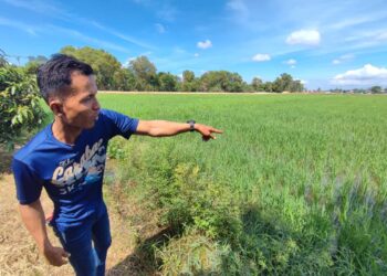 MOHAMAD Hizir Saad menunjukkan kawasan penanaman sawah padi di Tasek Gelugor, Pulau Pinang yang memerlukan bantuan agensi kerajaan berkaitan dalam memastikan hasil keluaran terjamin. - Pic: IQBAL HAMDAN