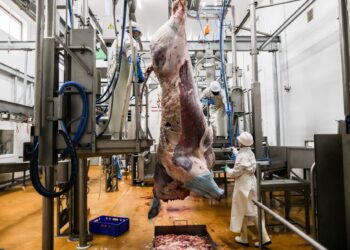 PEKERJA memotong daging lembu dari baka Bazas di rumah penyembelihan di Begles, Perancis.-AFP