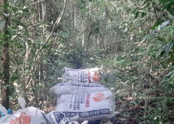 PASUKAN Gerakan Am (PGA) dari Batalion 3, Briged Utara menemukan 22 guni putih berisi daun ketum yang disembunyikan di kawasan kebun getah di Felda Mata Ayer, Padang Besar, Perlis semalam.