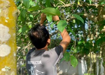 HARGA daun ketum di Thailand yang sebelum ini pernah mencecah RM180 sekilogram terutama pada musim pelaksanaan Perintah Kawalan Pergerakan (PKP) kini jatuh mendadak sekitar RM7 hingga RM10 sekilogram berikutan langkah Thailand yang sudah ‘menghalalkan’ ketum’- UTUSAN
