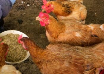PENGHASILAN MAKANAN AYAM yang mahal berpunca daripada  bahan inmport yang terkandung dalam formulasi makanan tersebut.-GAMBAR HIASAN