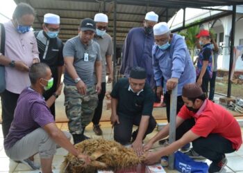 Peserta diberi tunjuk ajar menyembelih haiwan ternakan dengan cara yang betul dalam Kursus Tauliah Penyembelihan Untuk Ahli Kariah Peringkat Daerah Port Dickson di Masjid Kariah Kampung Paya, Port Dickson baru-baru ini.. – UTUSAN/ZAKKINA WATI AHMAD TARMIZI.