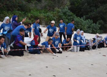KAKITANGAN dan sukarelawan JKSB serta Jabatan Perikanan Pulau Pinang melepaskan anak-anak penyu ke laut menerusi program pemuliharaan habitat penyu di Pantai Kerachut semalam.