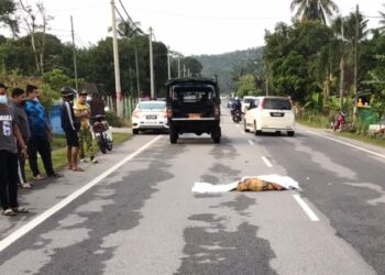SEORANG tukang kebun maut selepas terjatuh daripada motosikal ditungganginya dipercayai terlanggar kerbau melintas di Kilometer 2.6 Jalan Pedas-Kundur-Linggi, Rembau pagi tadi.-IHSAN POLIS
