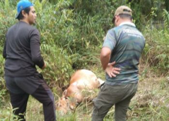 DUA penduduk melihat bangkai lembu dipercayai mati selepas diserang dua ekor harimau di Kampung Merbau Menyusut, Setiu, hari ini.