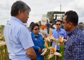 LOKMAN HAKIM Ali (kanan) ketika meninjau ladang jagung bijian di Chuping, Perlis. - GAMBAR IHSAN DOA