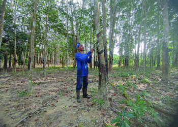 PENGELUARAN getah asli menurun pada April, namun jumlah eksport meningkat. -GAMBAR HIASAN