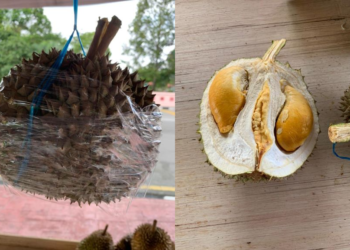 DURIAN duri hitam dari dusun di Balik Pulau, Pulau Pinang ketika ini antara yang termahal iaitu dijual pada harga RM800 hanya untuk dua biji namun tetap diburu pelanggan khususnya ahli perniagaan.