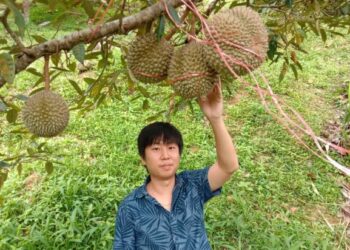 PEKEBUN durian, Tan Chee Keat  memerhatikan durian duri hitam 
di dusunnya di Titi Serong, Balik Pulau, Pulau Pinang.