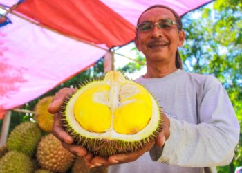 ZAIN Maarof menunjukkan durian hutan di gerai jualannya di Kampung Rawa, Lenggeng, Seremban, Negeri Sembilan. - UTUSAN/MUHAMMAD IZZAT TERMIZIE