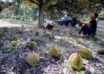 KHAIRUL Anuar Zainal Azman (kiri) dan seorang pekerjanya, Faizal mengutip  buah durian di dusun durian di Kampung Dusun Umbut, Chennah, Jelebu baru-baru ini. -UTUSAN/MOHD. SHAHJEHAN MAAMIN.