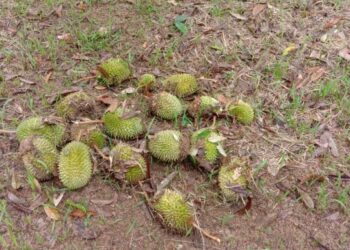 SEBAHAGIAN buah durian muda yang gugur dan dimusnahkan oleh kawanan kera dan beruk di Kampung Kuala Medang di Lipis, Pahang. - FOTO/HARIS FADILAH AHMAD