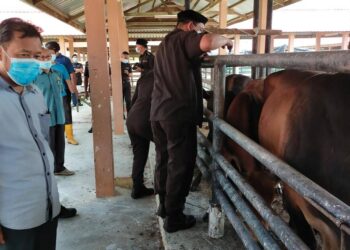 CHE Abdullah melihat lembu yang dikuarantin semasa membuat tinjauan di Stesen Maqis Rantau Panjang di sini hari ini. - UTUSAN/YATIMIN ABDULLAH