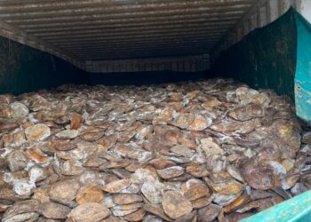 Susu getah beku dirampas Maqis Selangor sebaik tiba di Pelabuhan Klang di Klang hujung bulan lalu.