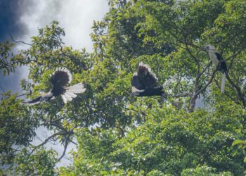 BURUNG Enggang Jambul Putih yang lazimnya ditemui di kawasan hutan sekitar Semenanjung Malaysia, Sabah dan Sarawak berjaya dicerap di Taman Negeri Perlis menerusi Program Survei Hidupan Liar (Burung), baru-baru ini. – UTUSAN/SHAIFUL AZHAR ABU BAKAR
