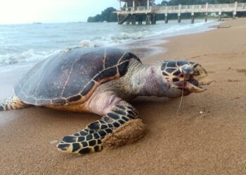 BANGKAI penyu karah bunting dan dipercayai  mati di laut akibat terkena rawai. 