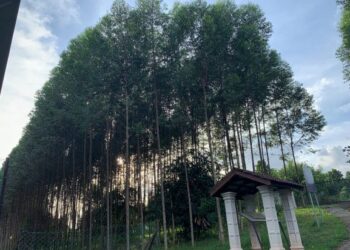 Pokok eucalyptus hibrid ditanam oleh warga Fakulti Perhutanan dan Alam Sekitar, Universiti Putra Malaysia (UPM) di sekitar kampus itu yang terletak di Serdang, Selangor.