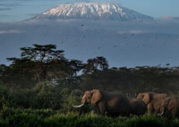 PEMANDANGAN Gunung Kilimanjaro yang dilitupi salji dengan gajah dan burung kelihatan di Tanzania.-AFP