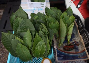 DAUN ketum dijual di sebuah pasar di Bangkok pada tahun lalu. - AFP