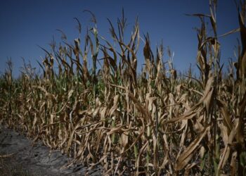 POKOK jagung tidak dapat dituai selepas mati akibat gelombang haba melanda Gironde, Perancis pada 1 Ogos lalu. - AFP