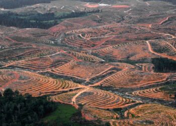 INDONESIA memusnahkan hutan untuk sektor agrikultur dan perlombongan. - AFP