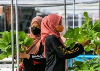 PENGELUARAN sayur-sayuran di negara ini adalah di bawah potensi sebenar walaupun kita mempunyai tanah subur dan alam semula jadi sesuai. – GAMBAR HIASAN/SHAHIR NOORDIN