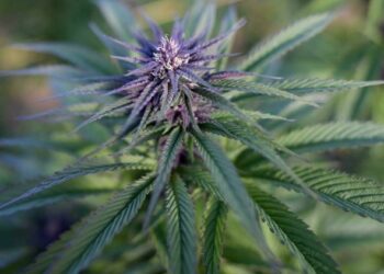 BUNGA ganja mempunyai tahap THC paling tinggi. - AFP