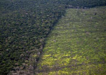 GAMBAR pemandangan udara menunjukkan kawasan hutan yang ditebang di Amazon, Brazil. - AFP