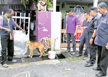 DICADANGKAN pihak berkuasa memilih anjing-anjing jalanan yang sesuai untuk dilatih sebagai anjing pengesan tambahan.