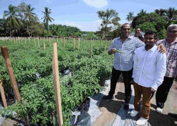 SEKTOR pertanian mempunyai penglibatan usahawan muda India yang tinggi pada masa kini termasuk tanaman cili.