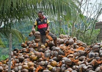 COPRA iaitu isi kelapa dipinjam daripada istilah Malayalam kopra yang juga biasa kita gunakan dalam bahasa Melayu di Malaysia. – UTUSAN/PUQTRA HAIRRY