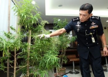 BANYAK tumbuhan lain yang boleh ditanam selain pokok daripada spesies ganja bagi menjana keuntungan. – UTUSAN/ASWAD YAHYA