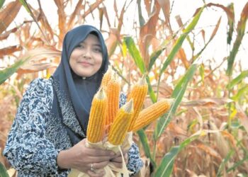 GALAKKAN petani-petani yang berjaya termasuk generasi muda menanam jagung.