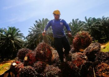 PERLU dielakkan kanak-kanak membantu ibu bapa bekerja di ladang-ladang kelapa sawit. – UTUSAN/FAISOL MUSTAFA