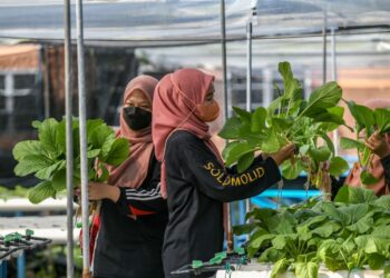 AKTIVITI berkebun sebenarnya dapat mengurangkan stres yang berpunca daripada tekanan kehidupan sehari-hari. – UTUSAN/SHAHIR NOORDIN