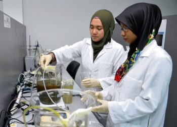 KITA ada universiti yang pakar dalam kajian menghasilkan makanan ternakan. – GAMBAR HIASAN