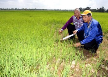 CUACA panas akan mengundang banyak penyakit padi dan meningkatkan ancaman haiwan perosak tanaman itu seperti karah, reput tangkai dan sebagainya. – GAMBAR HIASAN