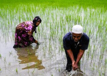 Ramai pesawah derita akibat industri padi banyak dikawal kartel. - GAMBAR HIASAN