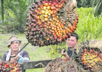 RAKYAT Malaysia tidak suka bekerja memetik buah kelapa sawit di bawah panas matahari. 
– GAMBAR HIASAN
