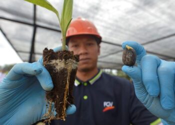 ADA syarikat tapak semaian menjual anak pokok kelapa sawit lebih RM30 sebatang. 
– GAMBAR HIASAN