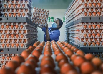 Sebarang perbelanjaan dan risiko mengimport telur ayam ditanggung sepenuhnya oleh syarikat pengimport dan tiada dana awam digunakan. - GAMBAR HIASAN