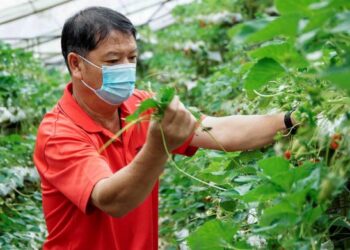 KAWASAN pertanian yang sedia wujud wajar diwartakan sebagai kawasan pengeluaran makanan kekal. – GAMBAR HIASAN/ZULFACHRI ZULKIFLI