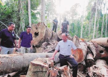 EGIATAN pembalakan secara sewenang-wenangnya merosakkan alam semula jadi.