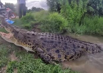 BUAYA tembaga dikenali sebagai Mamat diberi makan oleh penduduk  di lombong tinggal di Kampung Tepoh di Kuala Nerus.