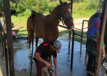 MOHD. Dzuki menunjukkan kerja pemasangan ladam  di kandang kuda Pertubuhan Kebajikan Darul Jariyah baru-baru ini.