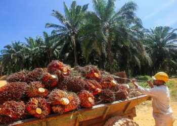 FELCRA sedia menempatkan keluarga miskin untuk membangunkan kawasan baharu dengan projek pertanian. - GAMBAR HIASAN